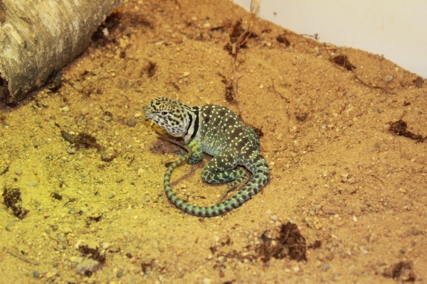 Bio_AG_1