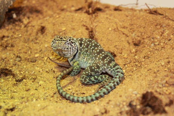 Bio_AG_3